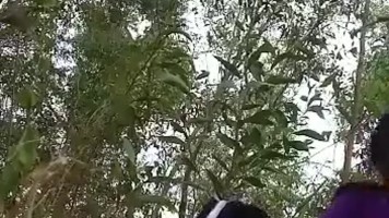 Abg Jilbab Pacaran Ngentot Di Semak-Semak